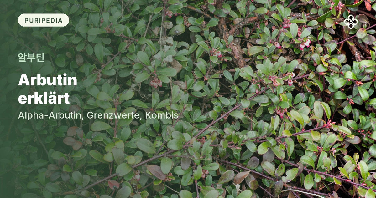 Bärentraube (Arctostaphylos uva-ursi), eine Pflanze mit natürlichem Arbutin