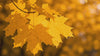 Macro video of golden autumn maple leaves on a tree branch, illuminated by warm sunlight with a soft bokeh background.