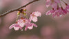 Macro video of delicate cherry blossom petals on a tree branch, filmed outdoors in soft spring daylight with gentle bokeh background.